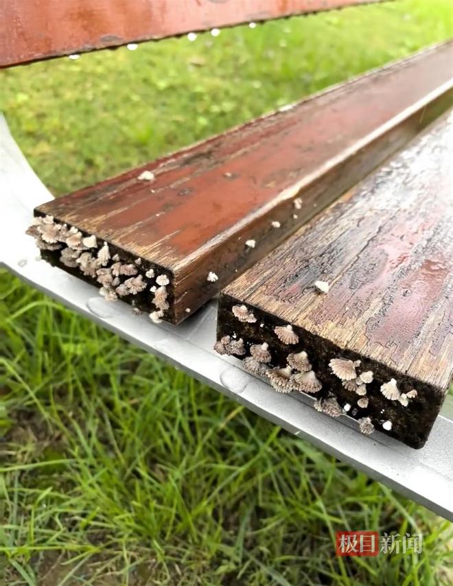 地长蘑菇大雁塔受潮城墙布满青苔气象局解释成因pg电子模拟器电