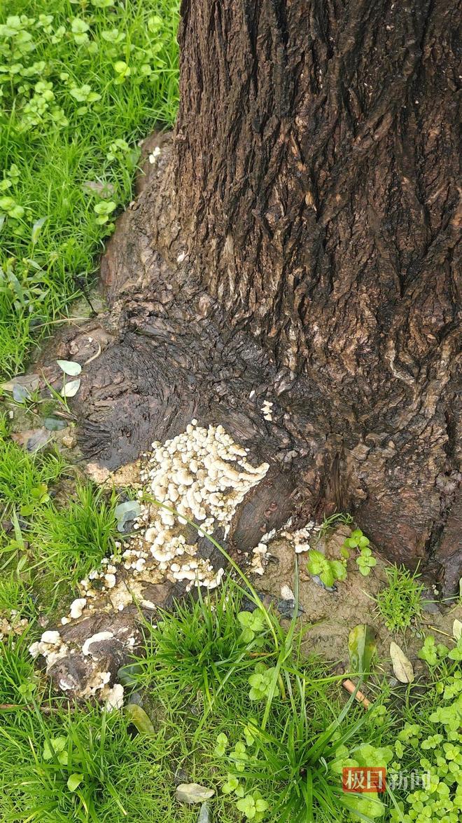 地长蘑菇大雁塔受潮城墙布满青苔气象局解释成因pg电子模拟器电脑版西安连续一个多月降雨遍(图4)